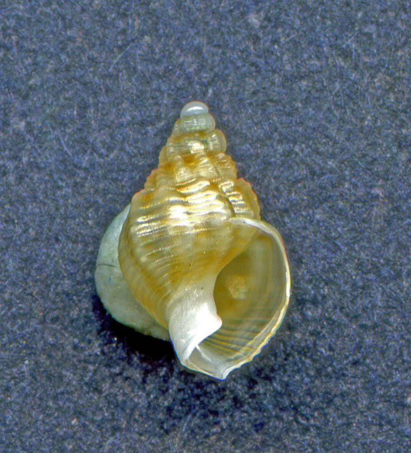 Aiuto per determinazione